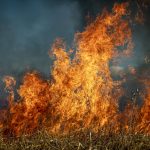 Wildfire