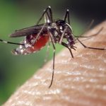 mosquito (Pixabay)