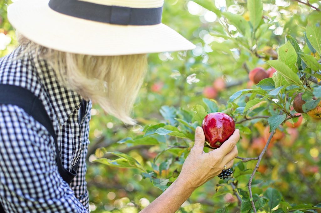 picking apple (Pixabay)