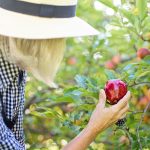 picking apple (Pixabay)