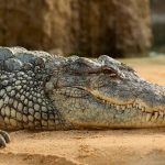 crocodile (Pixabay)